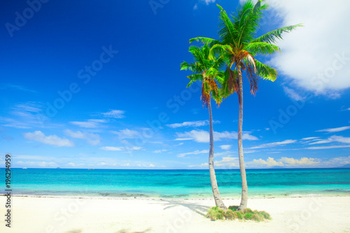Fototapeta Naklejka Na Ścianę i Meble -  tropical beach with coconut palm