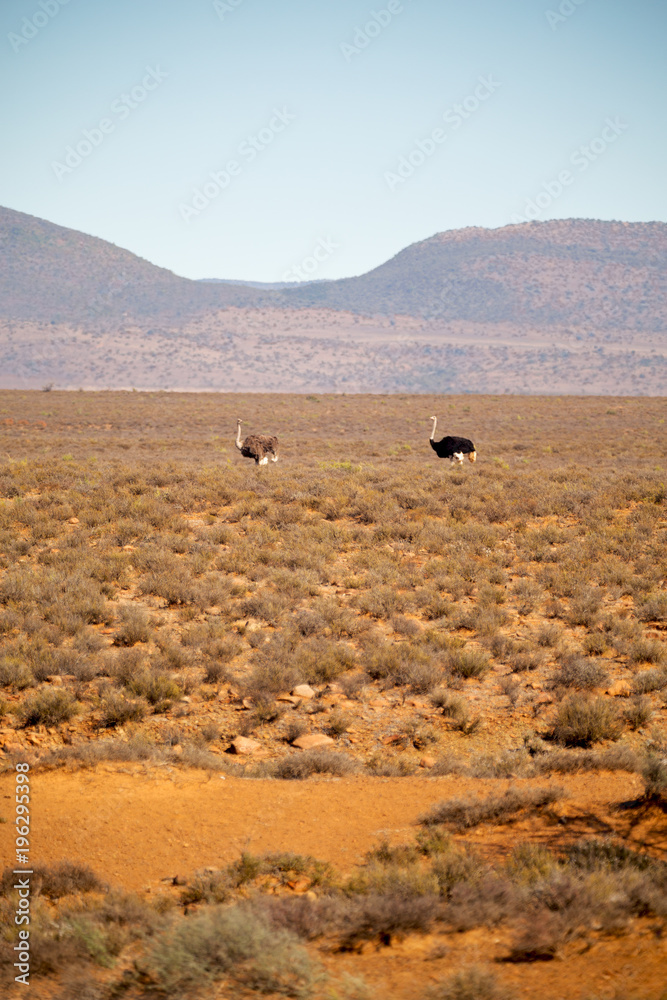  in south africa     wildlife   ostrich