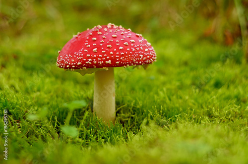 Fly agaric growing in moss