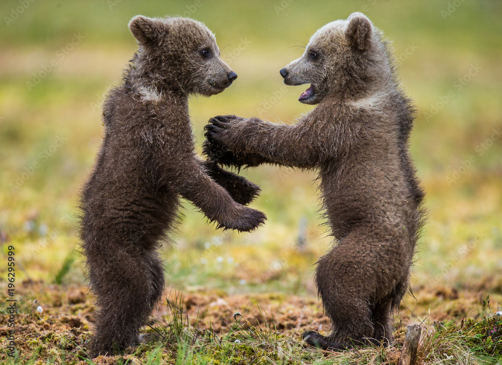 Obraz premium Dwa młode bawią się ze sobą. Lato. Finlandia.