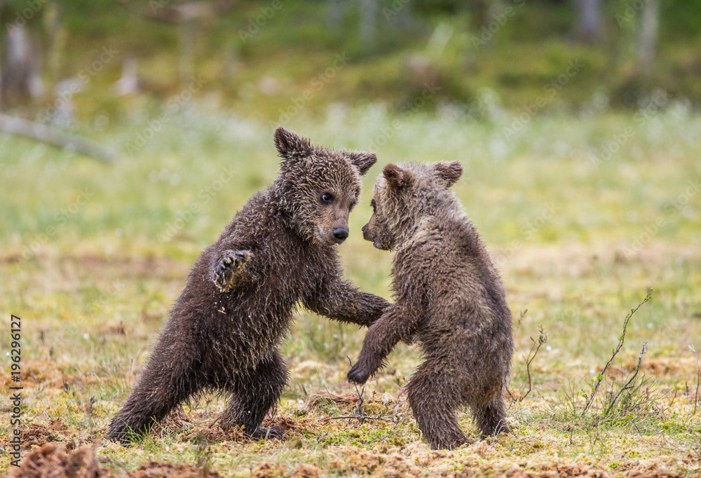 Fototapeta premium Two cubs play with each other. Summer. Finland.
