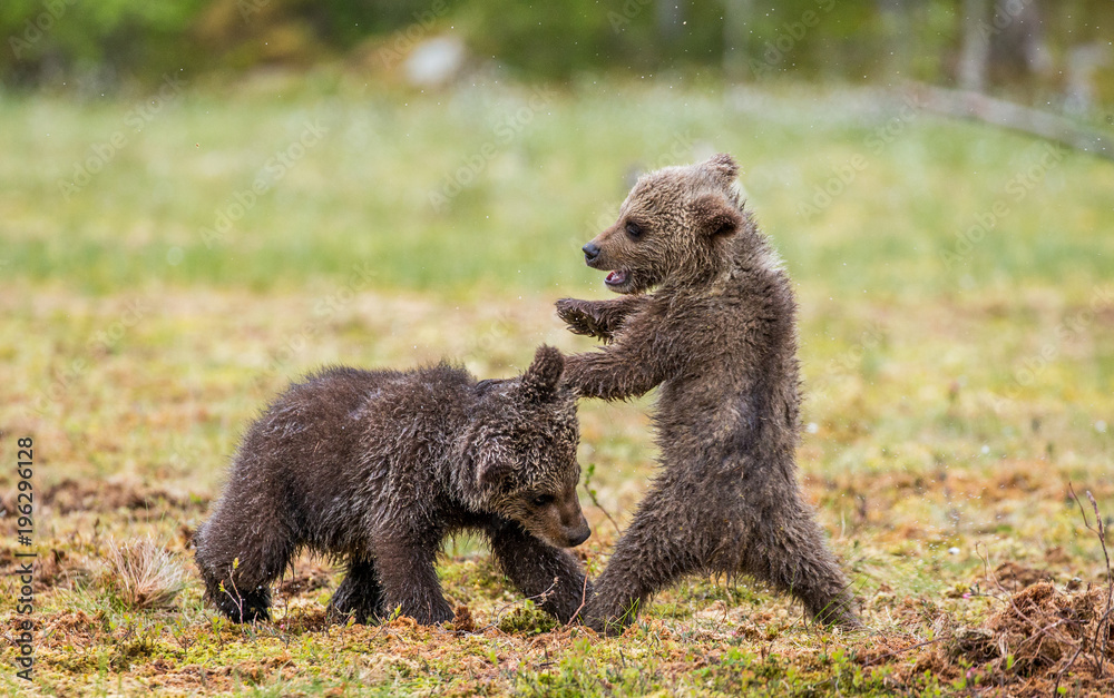 Fototapeta premium Two cubs play with each other. Summer. Finland. 