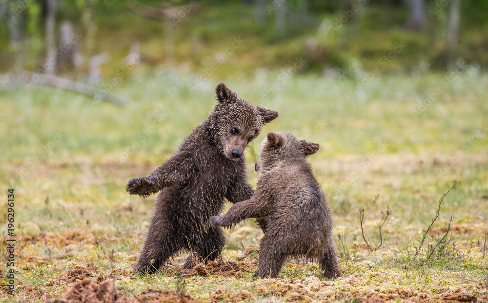 Fototapeta premium Two cubs play with each other. Summer. Finland. 
