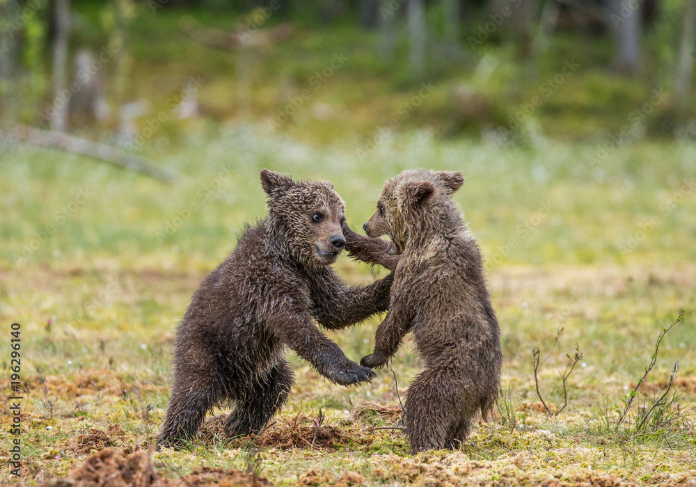 Obraz premium Two cubs play with each other. Summer. Finland.