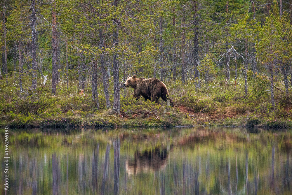 Bear near a forest lake with reflection on a beautiful forest background. Summer. Finland. Bear near a forest lake with reflection on a beautiful forest background. Summer. Finland.