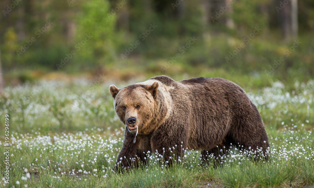One bear on the forest background among white flowers. Summer. Finland. One bear on the forest background among white flowers. Summer. Finland.