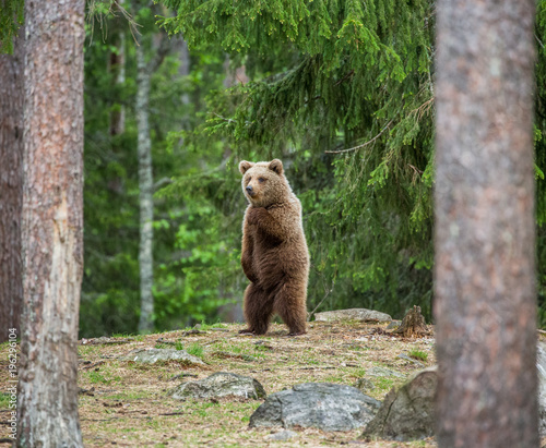 Bear stands on its hind legs and looks out into the distance in the middle of the forest. Summer. Finland. 