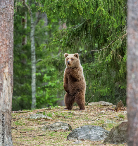 Bear stands on its hind legs and looks out into the distance in the middle of the forest. Summer. Finland.  © gudkovandrey