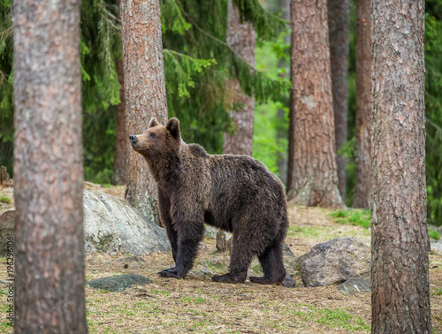 Big bear among the trees at the edge of the forest. Summer. Finland.