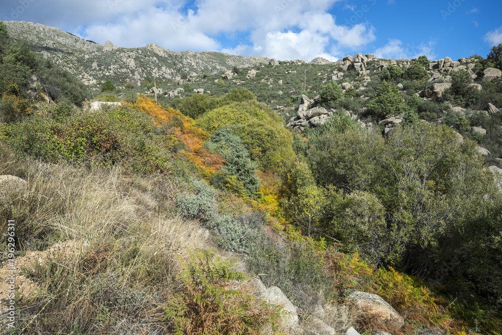 Willow forest in the Callejas stream, in the Sierra de los Porrones, Guadarrama Mountains, El Boalo, Madrid, Spain Willow forest in the Callejas stream, in the Sierra de los Porrones, Guadarrama Mountains, El Boalo, Madrid, Spain