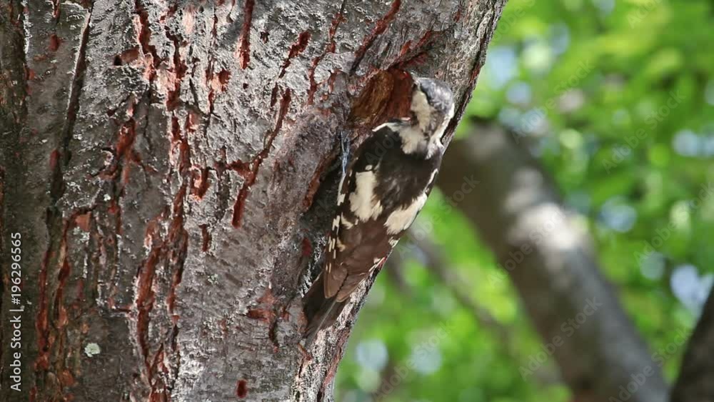 Great spotted woodpecker at nest Great spotted woodpecker at nest