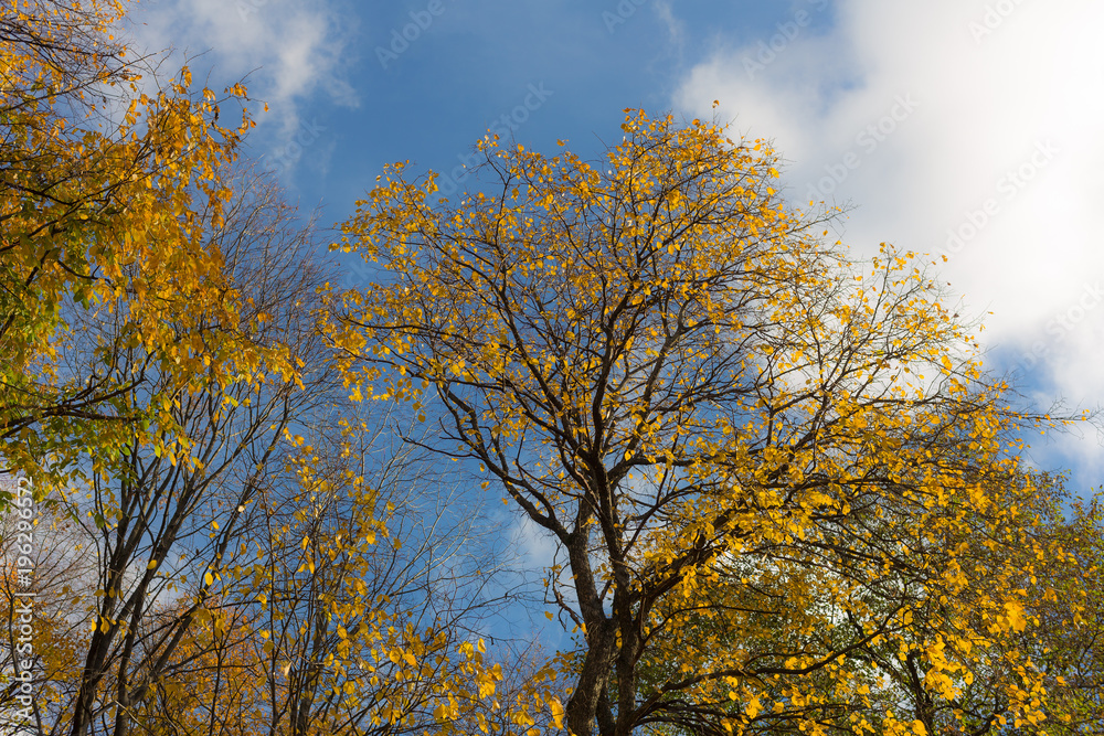 tops of deciduous trees tops of deciduous trees