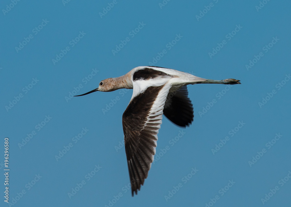 Obraz premium American avocet flying in the wild 