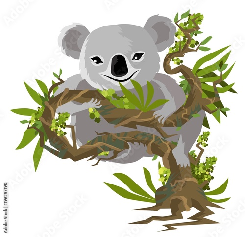 koala eating in tree