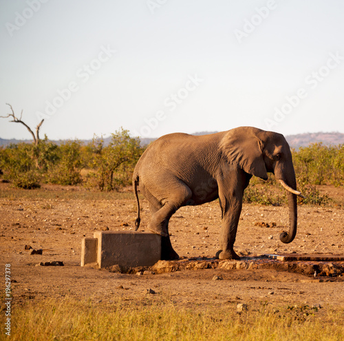  in south africa     wildlife  nature  reserve and   elephant photo