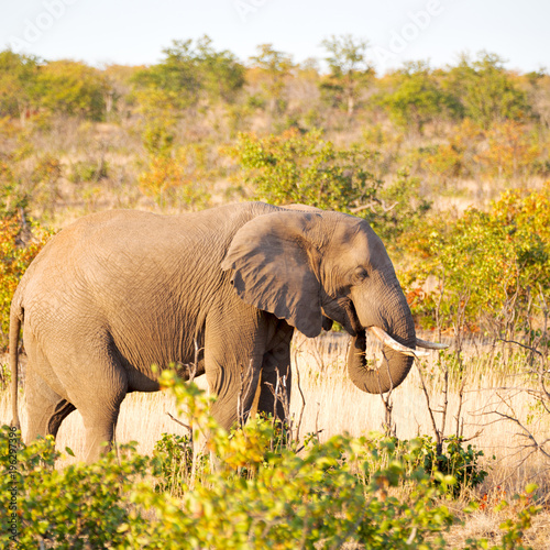 in south africa     wildlife  nature  reserve and   elephant photo