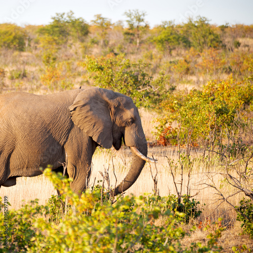  in south africa     wildlife  nature  reserve and   elephant photo