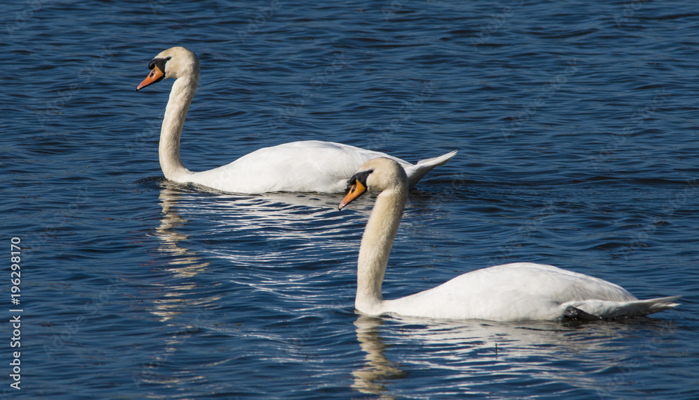 A beautiful pair of Mute Swans on the Cuckmere River in East Sussex, England A beautiful pair of Mute Swans on the Cuckmere River in East Sussex, England