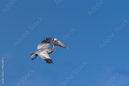 Brown pelican, bird flying in blue sky in Guadeloupe 