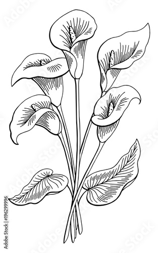 Callas flower graphic black white isolated bouquet sketch illustration vector