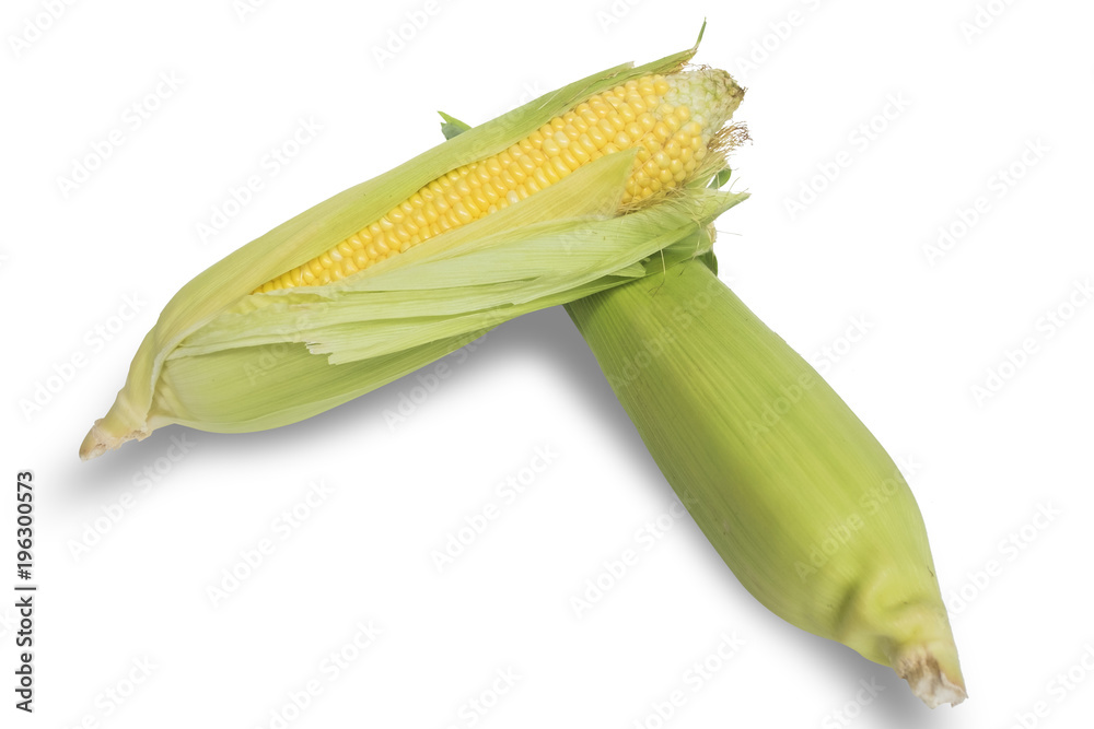 Isolated and clipping path of corn on white background. Isolated and clipping path of corn on white background.