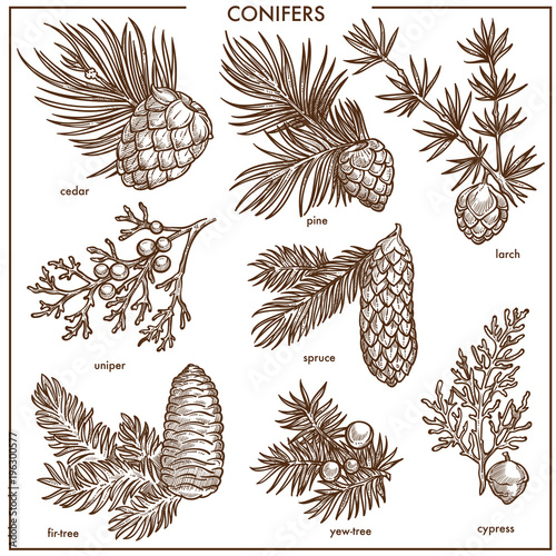 Natural conifers small branches isolated monochrome illustrations set
