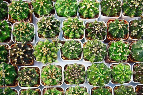 row of cactus in white pot for sale at street market