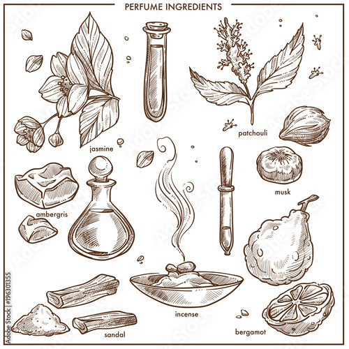 Perfume natural organic ingredients isolated monochrome illustrations set