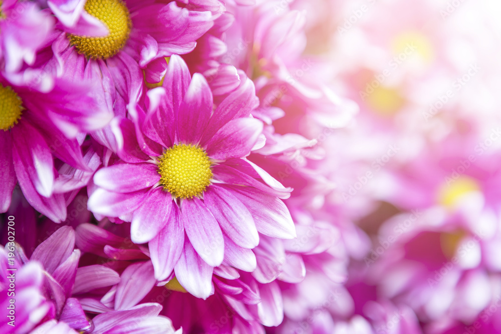 Pink daisy flower with morning flair light background, nature concept Pink daisy flower with morning flair light background, nature concept