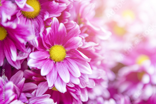 Pink daisy flower with morning flair light background  nature concept