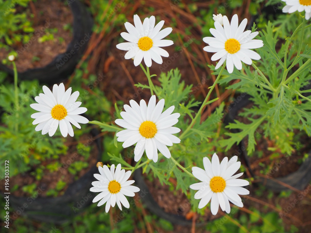 Obraz premium White flowers have yellow stamens.