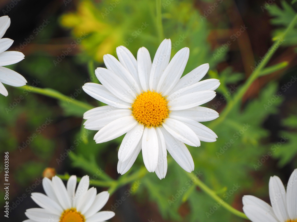 Fototapeta premium White flowers have yellow stamens.
