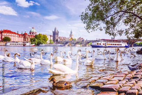 Swans on the background of Charles Bridge in Prague, Czech Republic