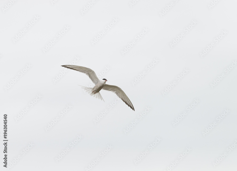 Looking up to a common tern at laguna of the l'Alfacada Looking up to a common tern at laguna of the l'Alfacada