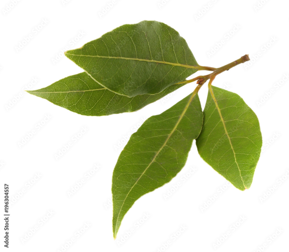 Laurel leaves isolated on white background
