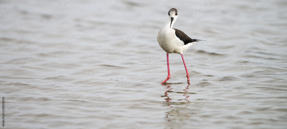 Obraz premium Black-winged stilt panorama at laguna of the l'Alfacada