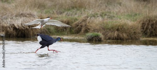 Common tern showing territorial behaviour when chasing away this Swamphen at laguna of the l'Alfacada, photo