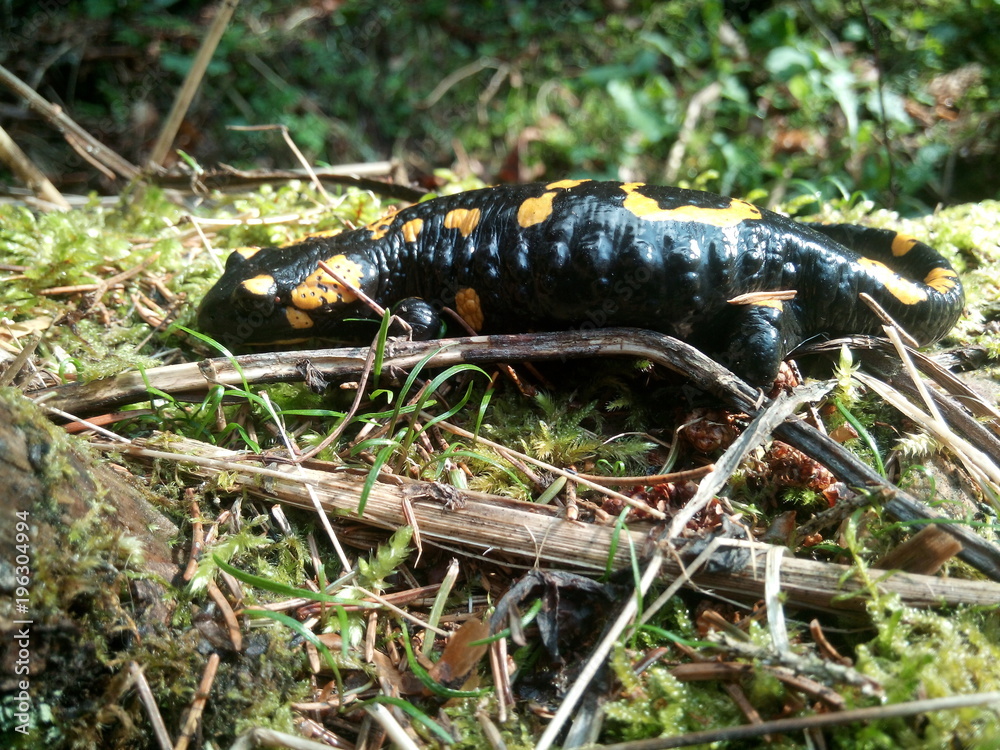 Obraz premium Salamander