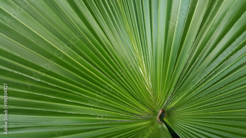 palm leaf leaves green color nature background wallpaper line detail curve   © patita88