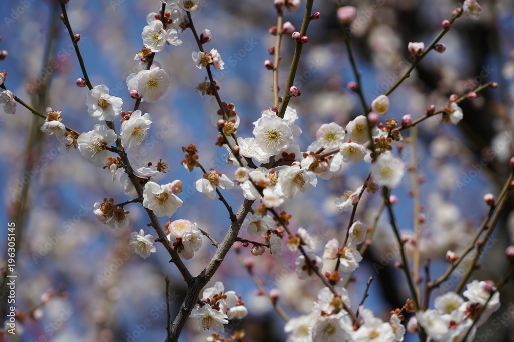 梅の花 梅の花