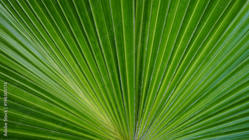 palm leaf leaves green color nature background wallpaper line detail curve
palm leaf leaves green color nature background wallpaper line detail curve