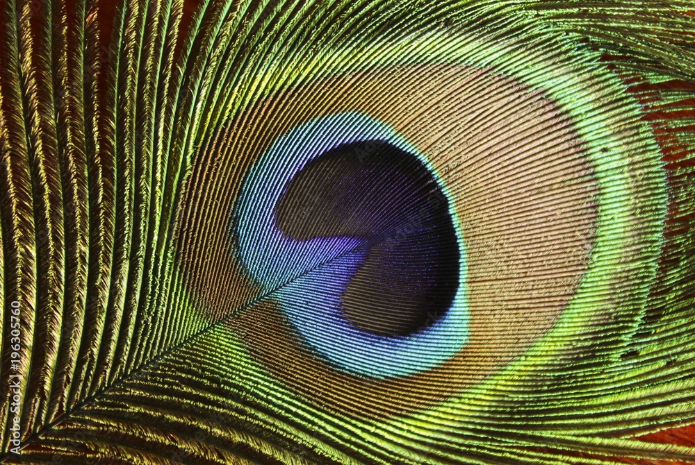 Obraz premium Feathered Texture