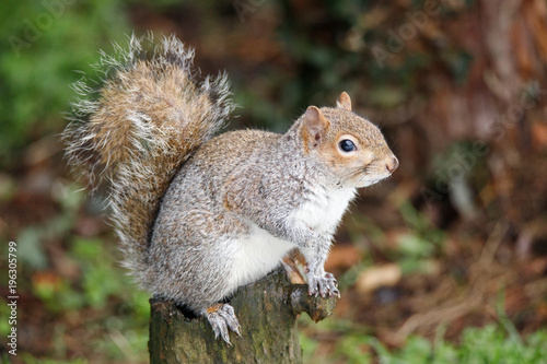 scoiattolo grigio (Sciurus carolinensis) photo