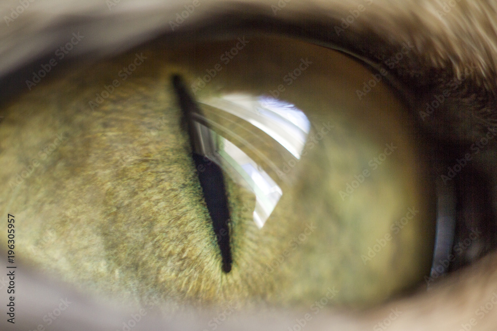 Fototapeta premium macro eye cats