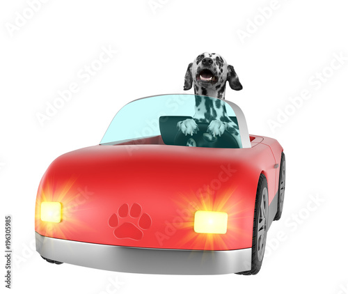Fototapeta Naklejka Na Ścianę i Meble -  Happy dalmatian dog enjoys ride in a car. Isolated on white