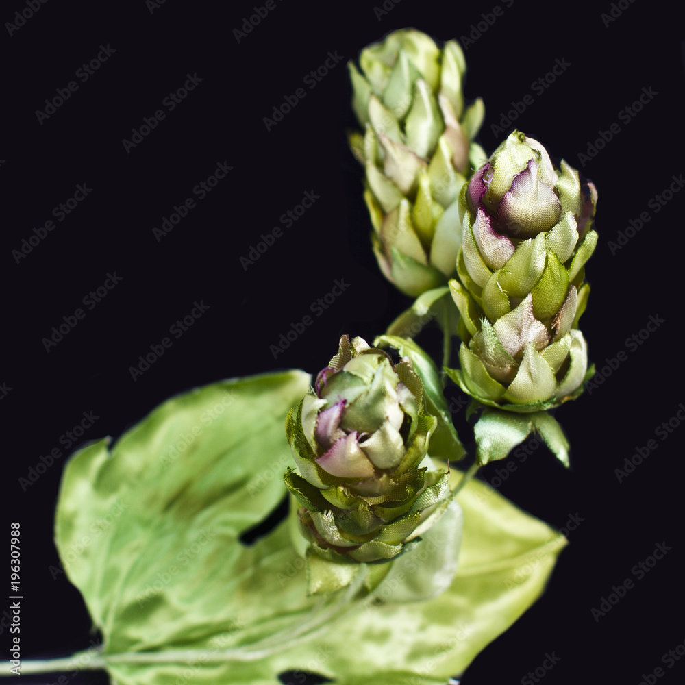 Obraz premium Hop cones isolated on a black background. Artificial silk fake flowers