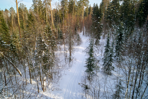 Зимний сосновый лес в лучах солнца, снятый квадрокоптером сверху