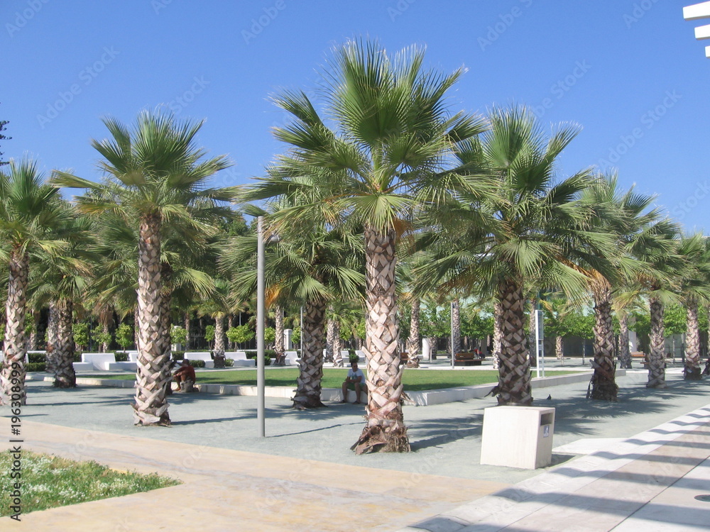 Palm trees in a park in Malaga, Spain