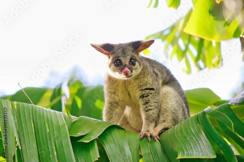 Common Brushtail Possum On Banana Tree, Brisbane, Australia