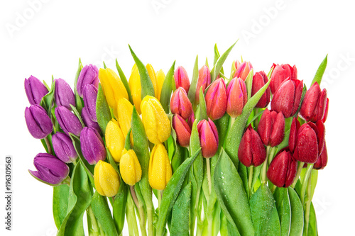 Spring flowers water drops Fresh tulips white background